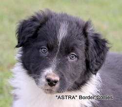 Kit x Blue pup no 1, black and white MALE